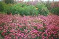 عود قرمز،چمن هلندی ، sea thrift,cliff rose,cushion pink,ladys cushion,marsh daisy,sea grass